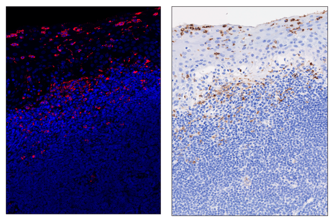 Immunohistochemistry Image 6: Myeloperoxidase (E1E7I) & CO-0138-750 SignalStar<sup>™</sup> Oligo-Antibody Pair