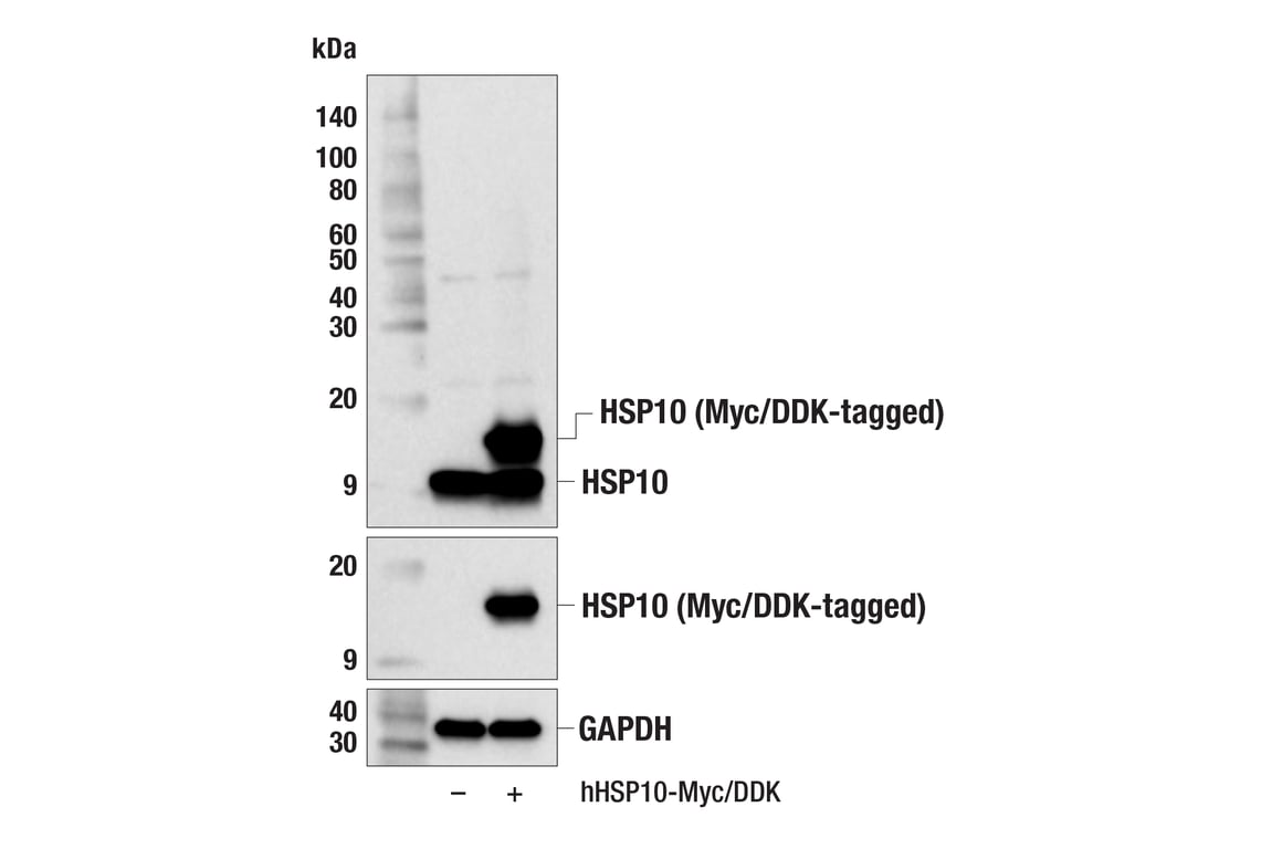 Western Blotting Image 3: HSP10 (F8X5Y) Rabbit Monoclonal Antibody