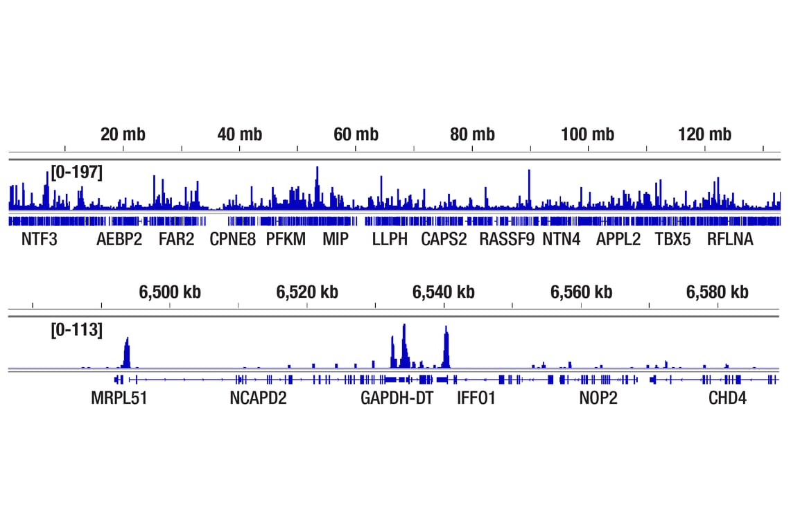 CUT & Tag Image 2: CXXC1 (D1R5R) Rabbit Monoclonal Antibody