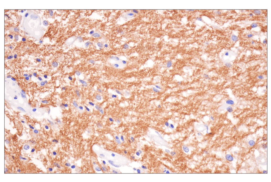 Immunohistochemistry Image 2: SIRP alpha/SHPS1 (D6I3M) Rabbit Monoclonal Antibody