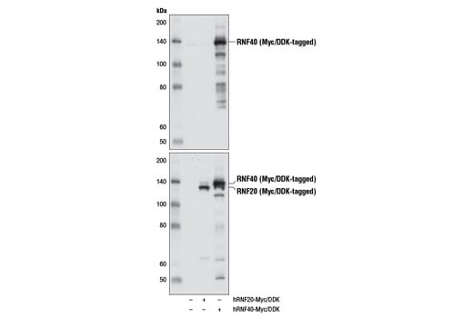 Western Blotting Image 2: RNF40 (D2R2O) Rabbit Monoclonal Antibody