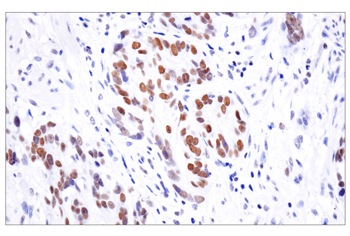 Immunohistochemistry Image 1: Acetyl-Histone H4 (Lys16) (E2B8W) Rabbit Monoclonal Antibody (BSA and Azide Free)