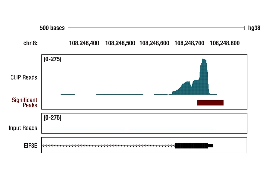 eCLIP Image 1: LARP1 (D8J4F) Rabbit Monoclonal Antibody