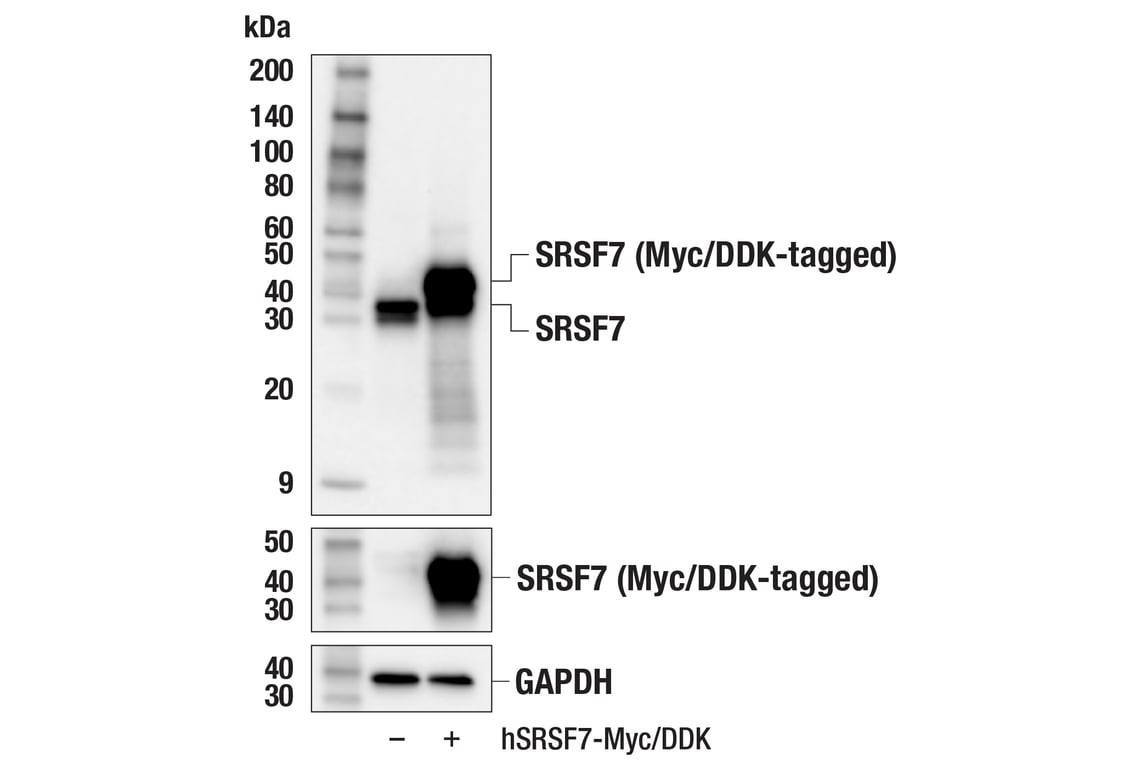 Western Blotting Image 3: SRSF7 (F9G2P) Rabbit Monoclonal Antibody