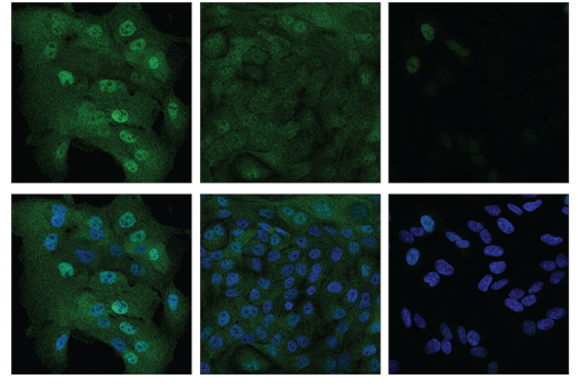 Immunofluorescence Image 1: TAZ (E8E9G) Rabbit Monoclonal Antibody