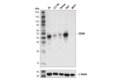 Western Blotting Image 2: CD40 (D8W3N) Rabbit Monoclonal Antibody