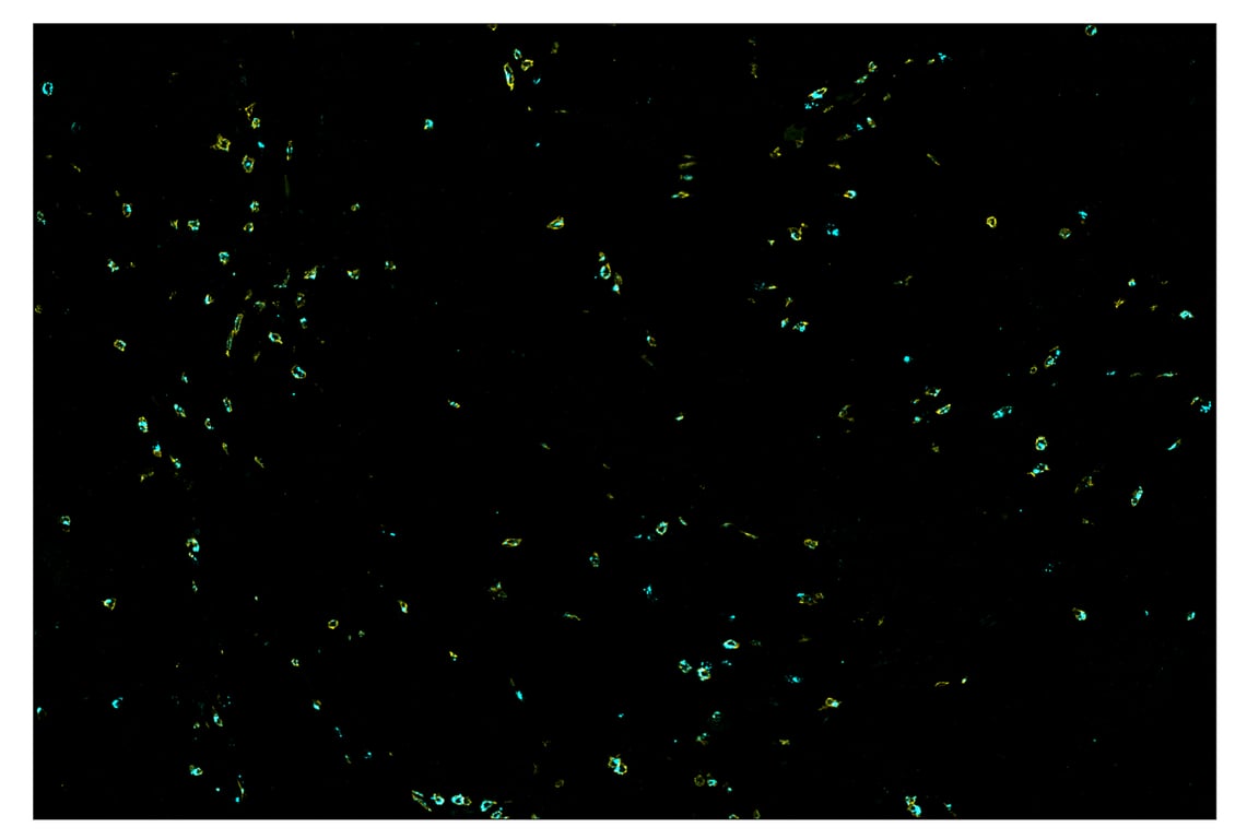 Immunohistochemistry Image 1: Granzyme B (D6E9W) & CO-0009-594 SignalStar<sup>™</sup> Oligo-Antibody Pair