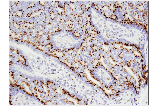 Immunohistochemistry Image 5: FAM3C (D1S2D) XP<sup>®</sup> Rabbit mAb