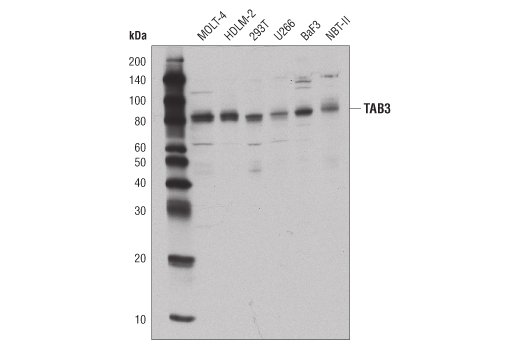 Western Blotting Image 2: TAB3 (D5J7D) Rabbit Monoclonal Antibody