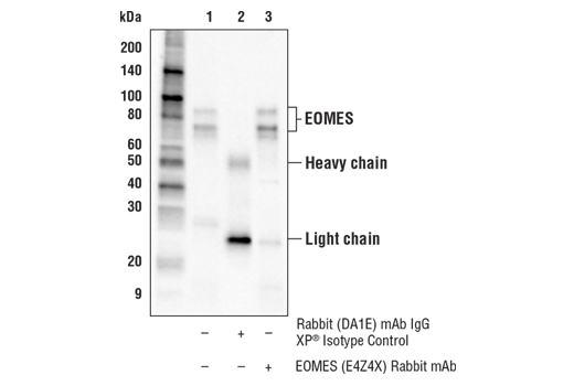 Immunoprecipitation Image 1: EOMES (E4Z4X) Rabbit Monoclonal Antibody