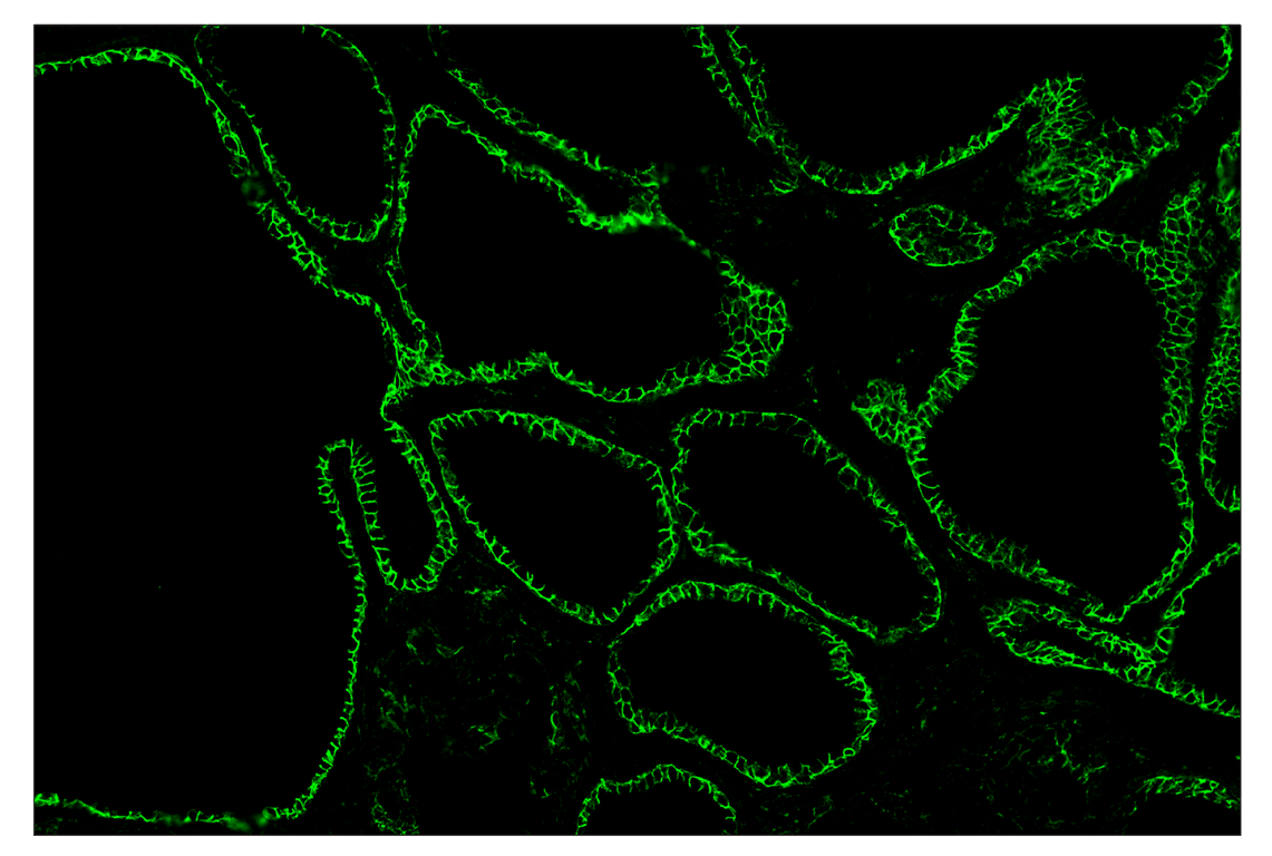 Immunohistochemistry Image 2: Na,K-ATPase alpha1 (D4Y7E) & CO-0079-647 SignalStar<sup>™</sup> Oligo-Antibody Pair