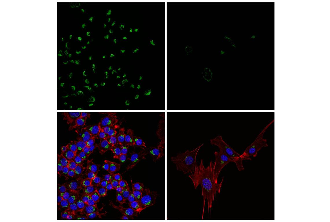Immunofluorescence Image 1: GM130 (E9Z6S) Rabbit Monoclonal Antibody