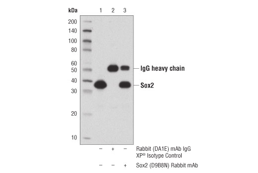Immunoprecipitation Image 1: Sox2 (D9B8N) Rabbit Monoclonal Antibody