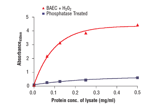 ELISA Image 2: PathScan<sup>®</sup> Phospho-eNOS (Ser1177) Sandwich ELISA Kit