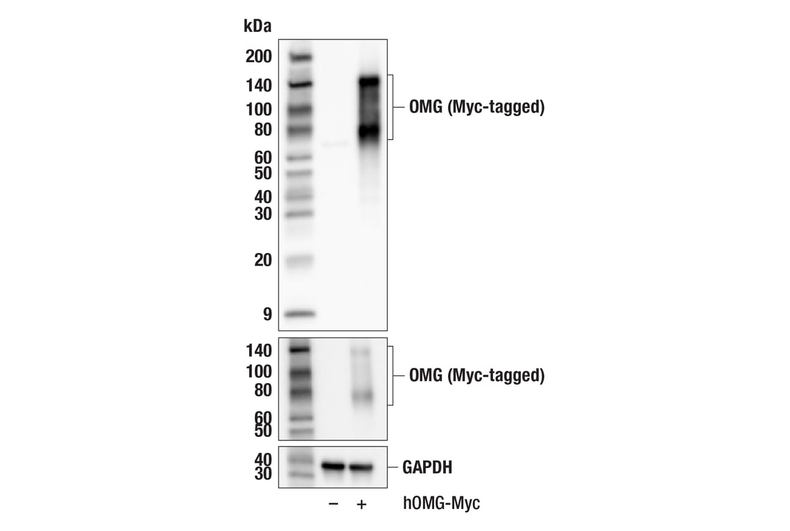 Western Blotting Image 3: OMG (F8B7X) Rabbit Monoclonal Antibody