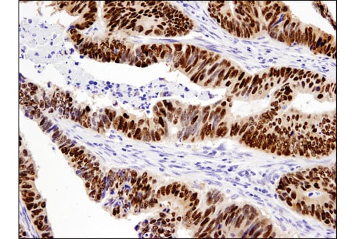 Immunohistochemistry Image 1: Sox9 (D8G8H) Rabbit Monoclonal Antibody