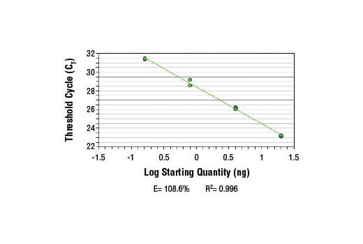 Chromatin Immunoprecipitation Image 2: SimpleChIP<sup>®</sup> Human Tyrosinase Promoter Primers