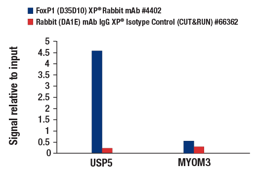 CUT & RUN Image 3: FoxP1 (D35D10) Rabbit Monoclonal Antibody
