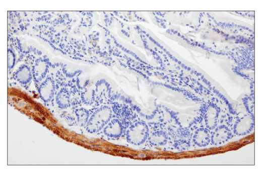 Immunohistochemistry Image 7: TMOD1 (E7E3A) Rabbit Monoclonal Antibody