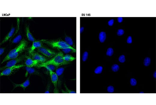 Immunofluorescence Image 1: PSA/KLK3 (D6B1) Rabbit Monoclonal Antibody (BSA and Azide Free)