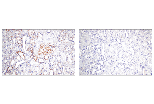 Immunohistochemistry Image 2: IGFBP7 (E3Z8L) Rabbit Monoclonal Antibody