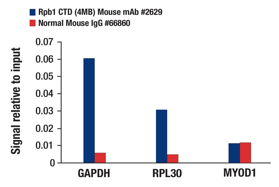 CUT & RUN Image 3: Normal Mouse IgG