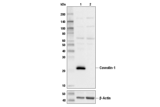 Western Blotting Image 2: Caveolin-1 (D46G3) Rabbit Monoclonal Antibody