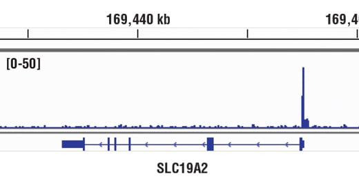 Chromatin Immunoprecipitation Image 1: Glucocorticoid Receptor (D6H2L) Rabbit Monoclonal Antibody