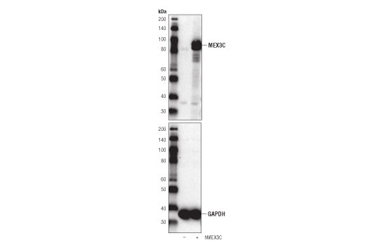 Western Blotting Image 2: MEX3C (D5T2Z) Rabbit Monoclonal Antibody