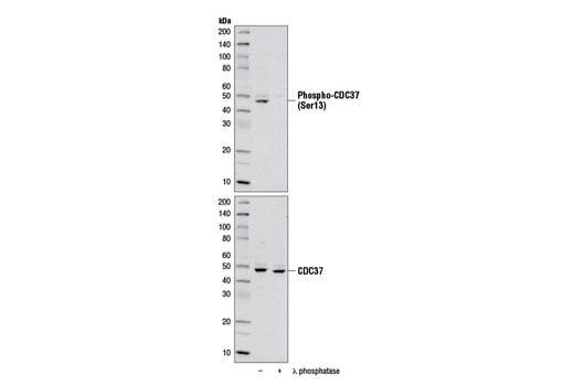 Western Blotting Image 2: Phospho-CDC37 (Ser13) (D8P8F) Rabbit Monoclonal Antibody