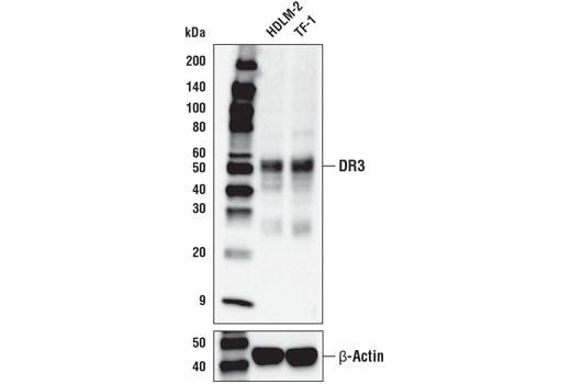 Western Blotting Image 2: DR3 (D5Q2R) Rabbit Monoclonal Antibody