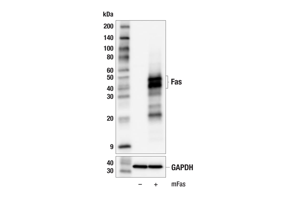Western Blotting Image 2: Fas (F7B6N) Rabbit Monoclonal Antibody