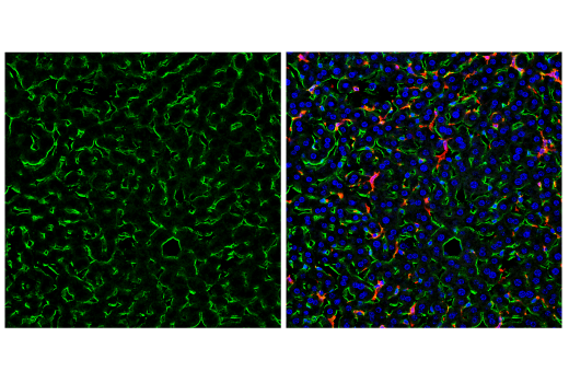 Immunofluorescence Image 2: CD38 (E9F5A) Rabbit Monoclonal Antibody (BSA and Azide Free)