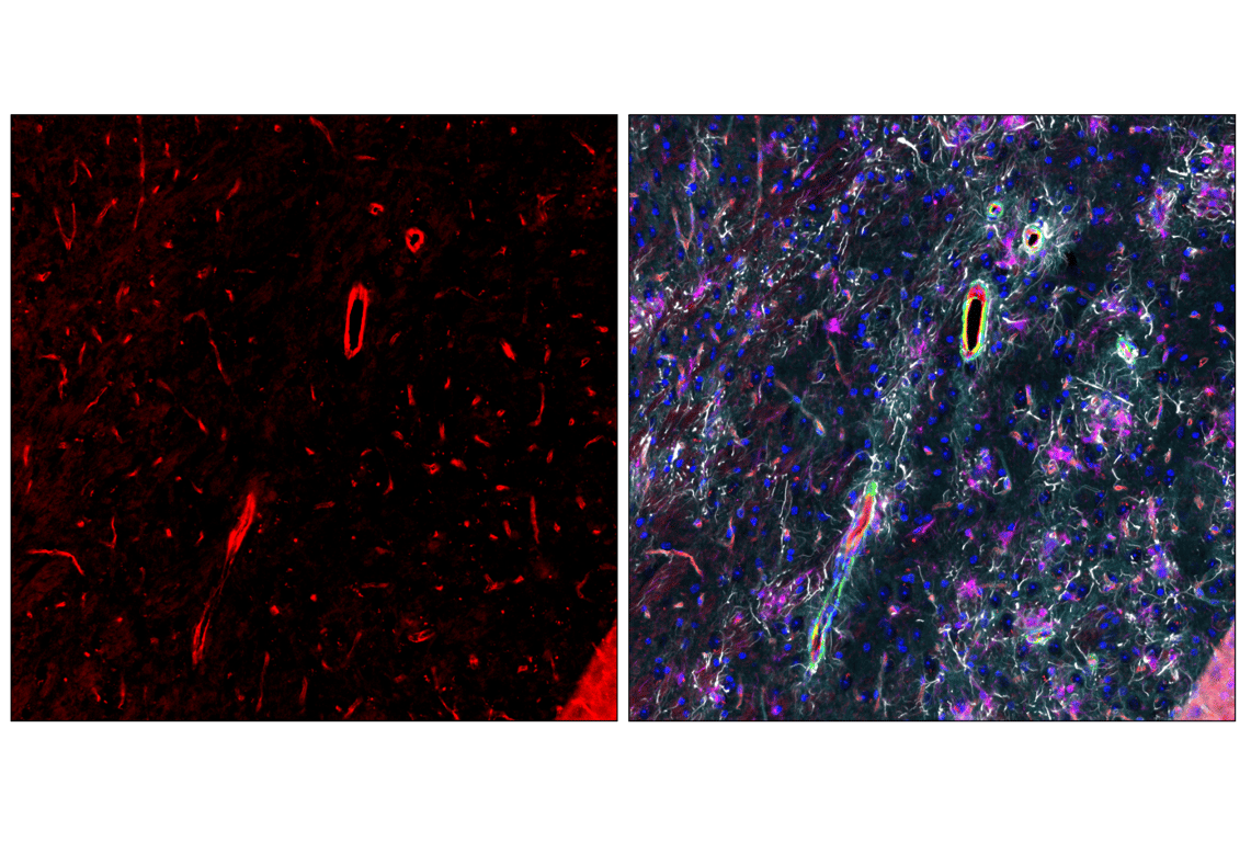 Immunofluorescence Image 5: CD31 (PECAM-1) (F2N3M) Rabbit Monoclonal Antibody