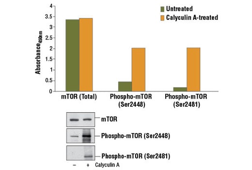 ELISA Image 1: PathScan<sup>®</sup> Phospho-mTOR (Ser2481) Sandwich ELISA Kit