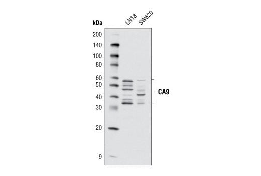 Western Blotting Image 1: CA9 (D10C10) Rabbit mAb (BSA and Azide Free)