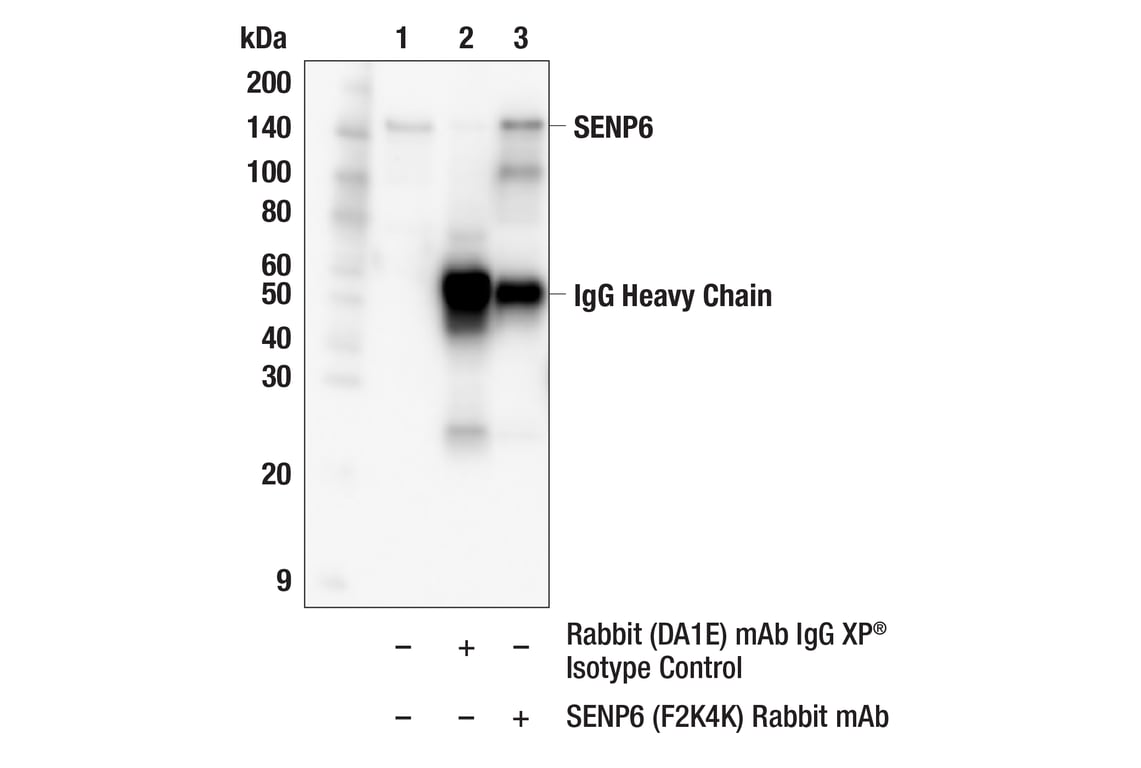 Immunoprecipitation Image 1: SENP6 (F2K4K) Rabbit Monoclonal Antibody