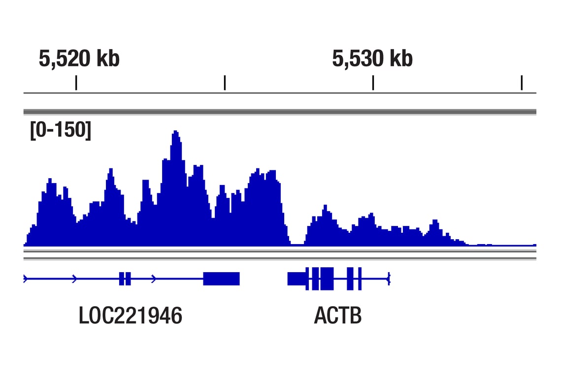 CUT & Tag Image 1: Phospho-Rpb1 CTD (Ser2) (E1Z3G) Rabbit Monoclonal Antibody