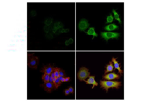 Immunofluorescence Image 1: Phospho-GCN2 (Thr899) (E1V9M) Rabbit Monoclonal Antibody