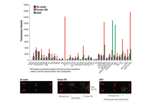 undefined Image 1: PathScan<sup>®</sup> RTK Signaling Antibody Array Kit (Fluorescent Readout)