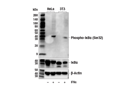 Western Blotting Image 2: Phospho-IkappaB alpha (Ser32/36) (5A5) Mouse Monoclonal Antibody