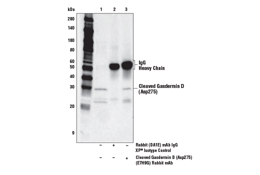Immunoprecipitation Image 1: Cleaved Gasdermin D (Asp275) (E7H9G) Rabbit Monoclonal Antibody