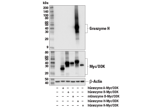 Western Blotting Image 2: Granzyme H (E3H7W) Rabbit Monoclonal Antibody