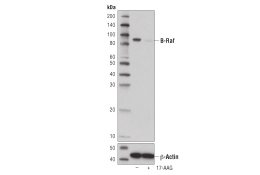 Western Blotting Image 2: B-Raf (D9T6S) Rabbit Monoclonal Antibody (Biotinylated)