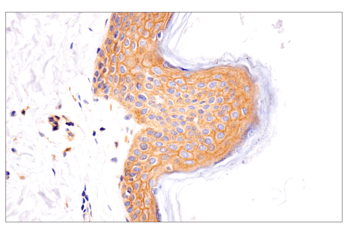 Immunohistochemistry Image 6: Numb (F2P3P) Rabbit Monoclonal Antibody