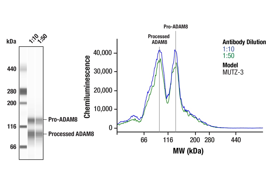 Western Blotting Image 1: ADAM8 (F3G9R) Rabbit Monoclonal Antibody