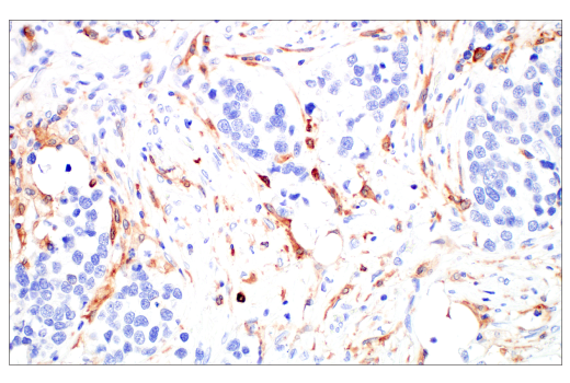 Immunohistochemistry Image 6: Siglec-10 (E1D7S) Rabbit Monoclonal Antibody (BSA and Azide Free)