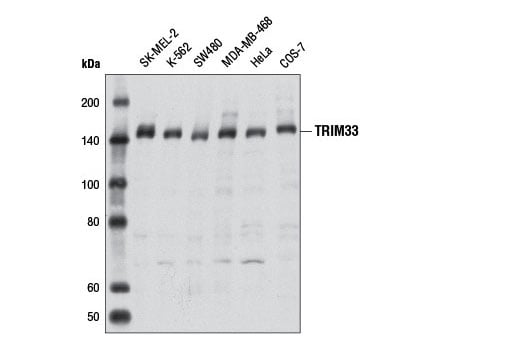Western Blotting Image 1: TRIM33 Antibody