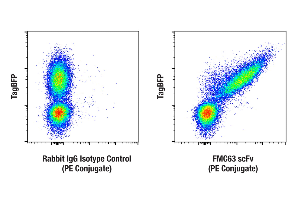 FMC63 scFv (F2Q8G) Rabbit Monoclonal Antibody (PE Conjugate