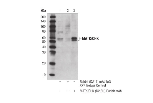 Immunoprecipitation Image 1: MATK/CHK (D2I6U) Rabbit Monoclonal Antibody